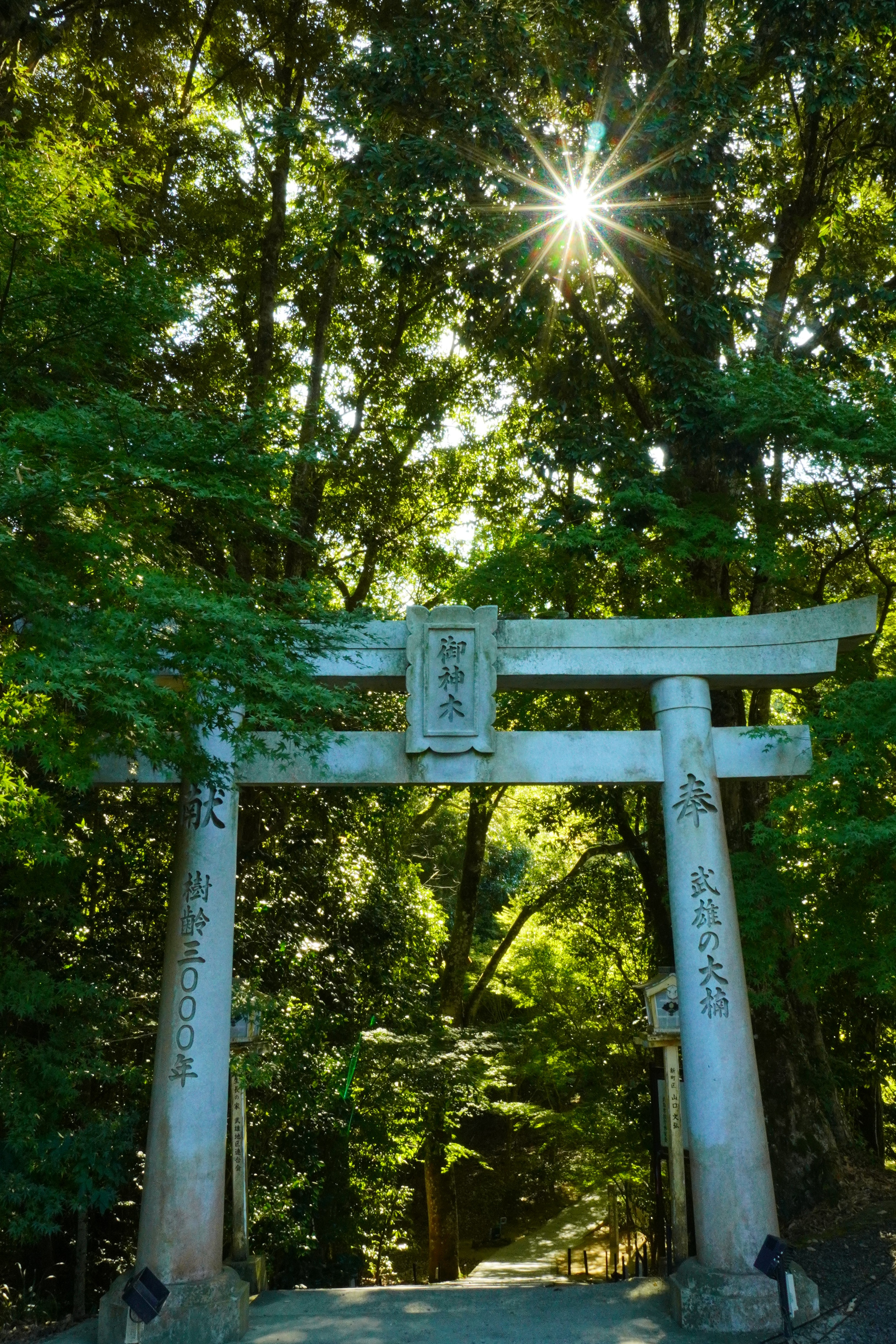 Portrait sample (2:3)